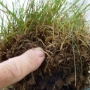 turf