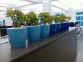 Indoor Plants