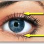 Eyelid