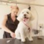 Dolcey Grooming - Pampered Pets