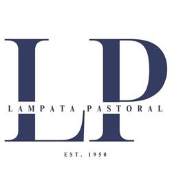 Lampata Poll Merinos