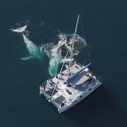 Whale Watch Experience