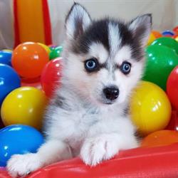 Sydney Pomskies