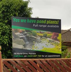 Yes we have pond plants!