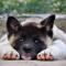 Cute dog