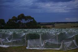 Marcus Hill Vineyard