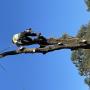 Tree Felling Services