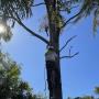 Tree Lopper Brisbane