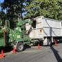 Tree Removal