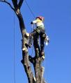 Treepeeps Tree Services Branches Out to Logan City  Your Trusted Tree Care Partner Expands Its Reach