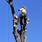 Tree-Lopping-Service
