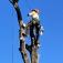 Tree-Lopping-Services