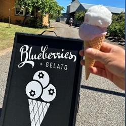 Alpine Blueberries