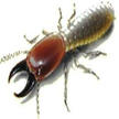 Cairns Pest Control Services
