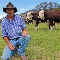 Sugarloaf Creek Herefords