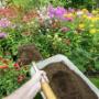 lawn-mowing-gardening-caloundra-4