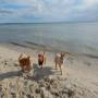 Dog Walking