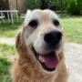 Happy Golden!
