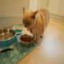 Pet Sitting