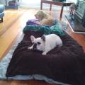 Dog-Minding