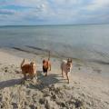 Dog-Walking
