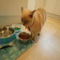 Pet-Sitting
