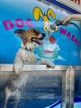 DIY Dog Wash