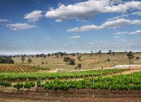Wine Arm