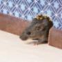 RIP Rodent Control Brisbane