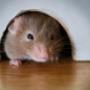 RIP Rodent Control Brisbane