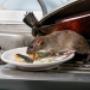RIP Rodent Control Brisbane