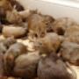 RIP Rodent Control Brisbane