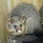 Backyard Possum Removal
