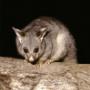 Possum Removal