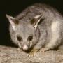 Under Deck Possum Removal