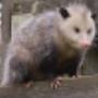 Humane Possum Removal Sydney