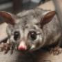 Humane Possum Removal Sydney