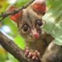 Humane Possum Removal Sydney