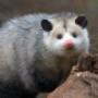 Humane Possum Removal Sydney