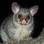 Humane Possum Removal Sydney