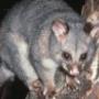 Humane Possum Removal Sydney