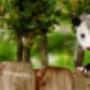 Humane Possum Removal