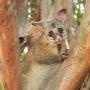 Humane Possum Removal