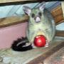Humane Possum Removal