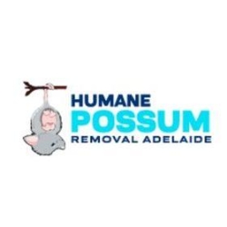 Humane Possum Removal Adelaide