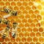 Bobs Bee Removal