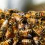 Bobs Bee Removal