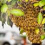 Bobs Bee Removal