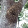 Bobs Bee Removal