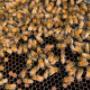 Bobs Bee Removal